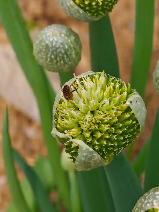 4k户外壁纸 - 植物 - 特写 - 绿色「哲风壁纸」