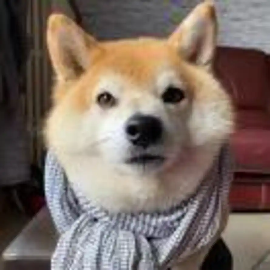 dwj的头像