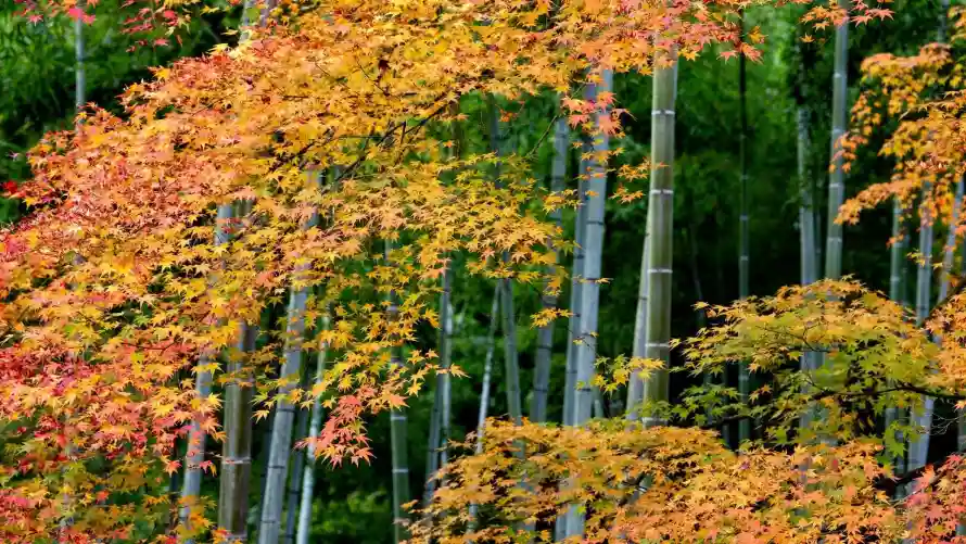 4k日本壁纸 - 森林 - 秋季 - 秋景「哲风壁纸」