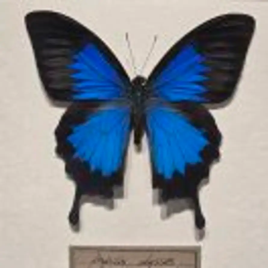 🦋的头像