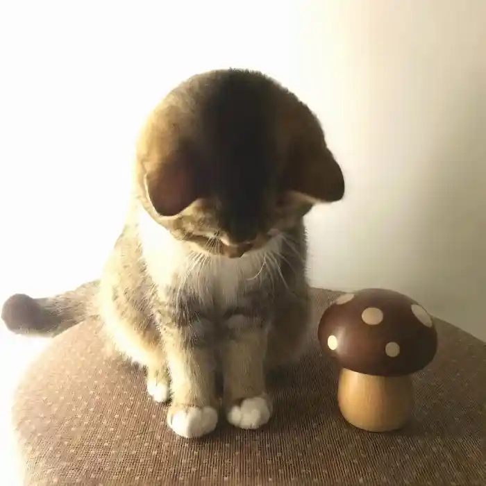 椿日小卷的头像