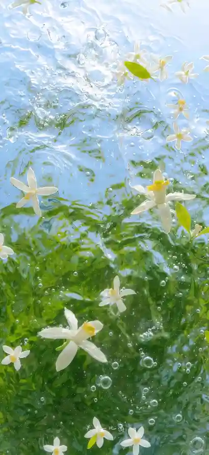 4k水泡壁纸 - 清新 - 花卉 - 蓝天「哲风壁纸」