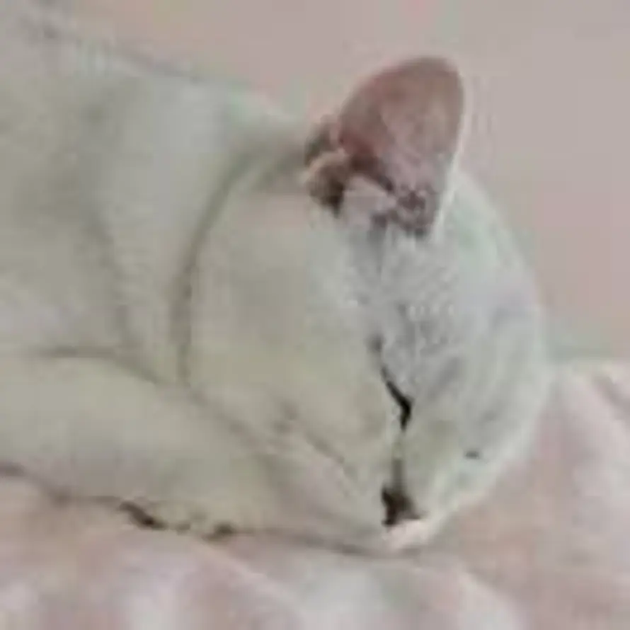 Steve'的头像