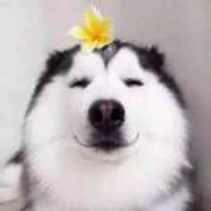 李的头像