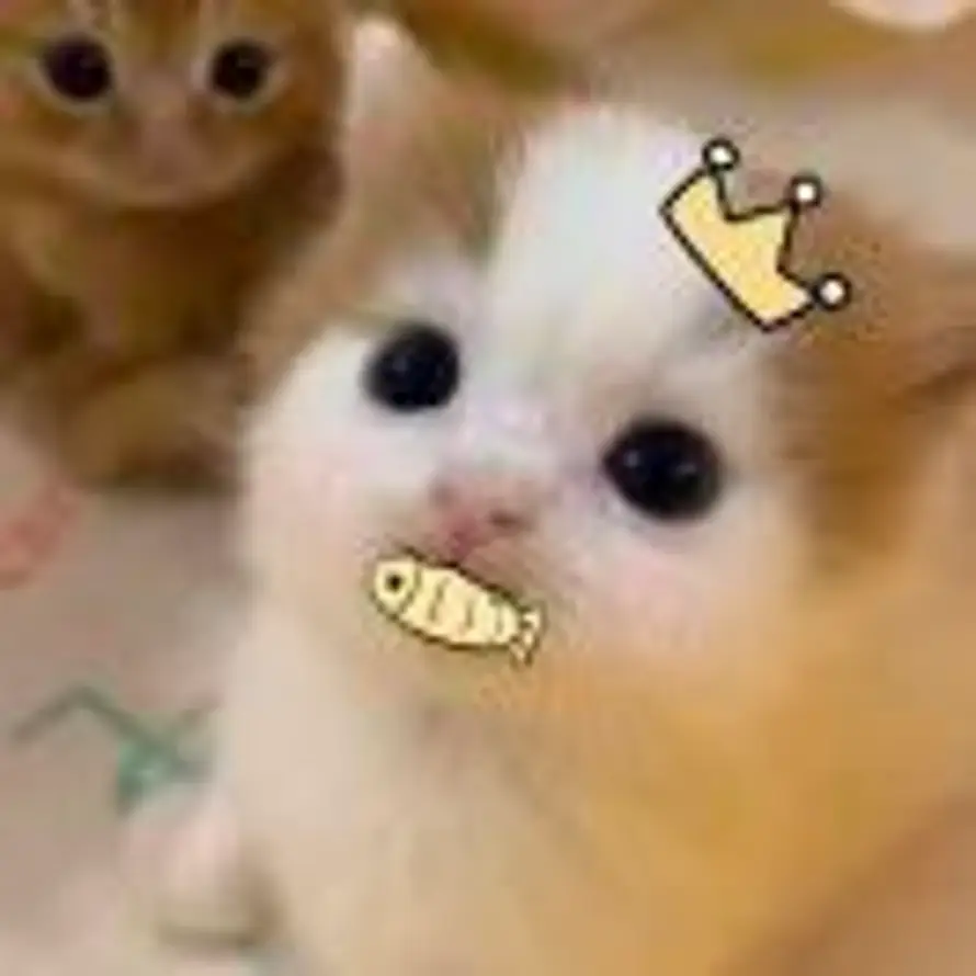 Ronronner的头像