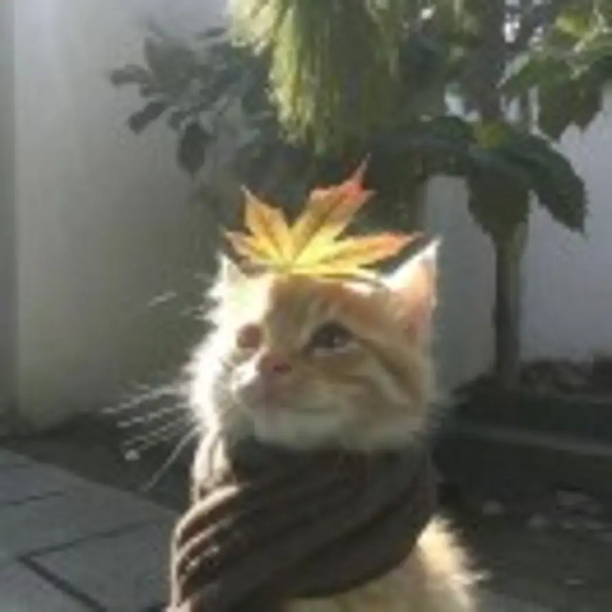 别拖至春天的头像