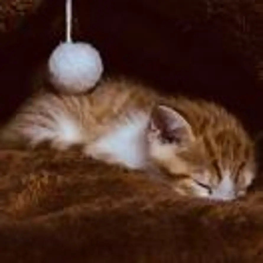 Des.G的头像