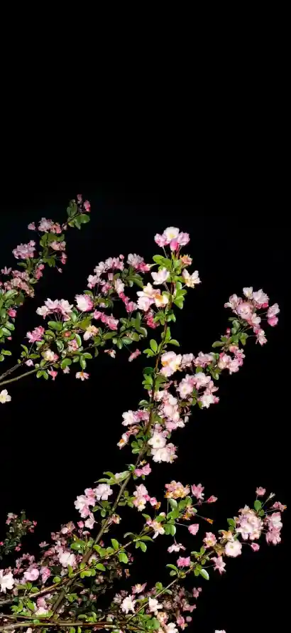 4k夜景壁纸 - 春花 - 绿叶 - 花卉「哲风壁纸」