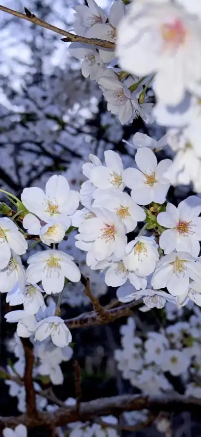 4k春日壁纸 - 树枝 - 樱花 - 白花「哲风壁纸」