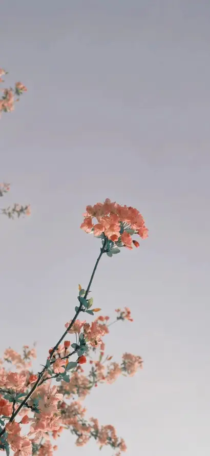 4k仰拍壁纸 - 天空 - 清新 - 简约「哲风壁纸」