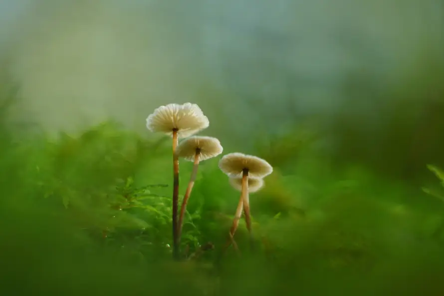 4k壁纸壁纸-模糊背景 - 微观-野生蘑菇壁纸推荐「哲风壁纸」