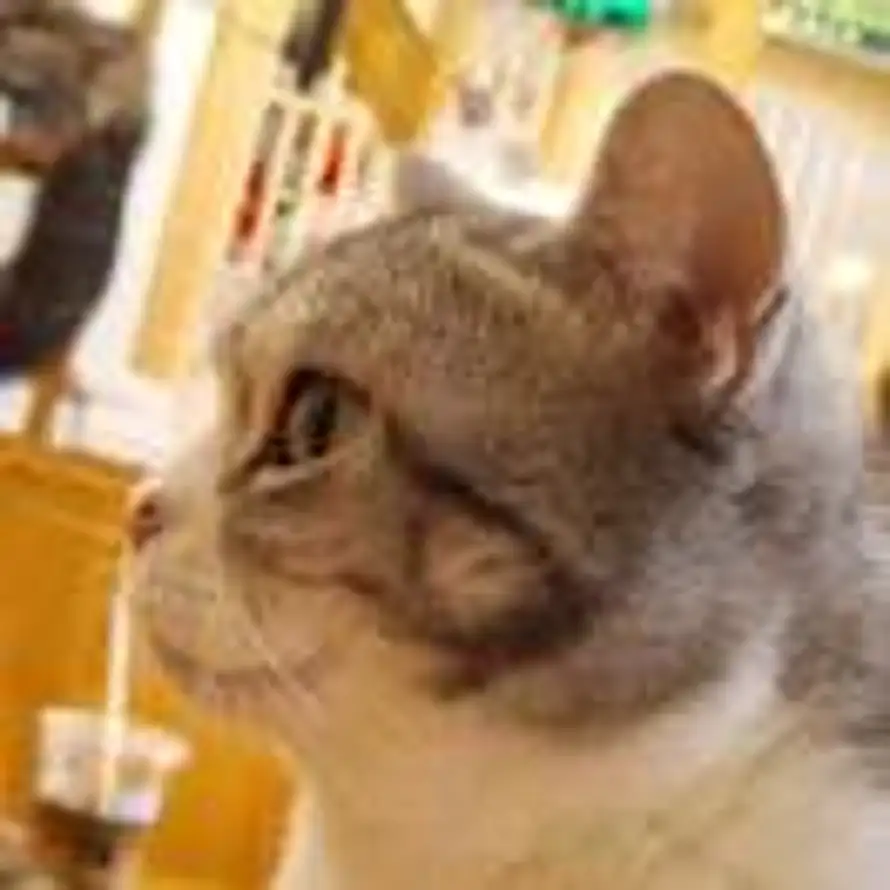 猫·巳蛇六月十二·2061-07-28的头像