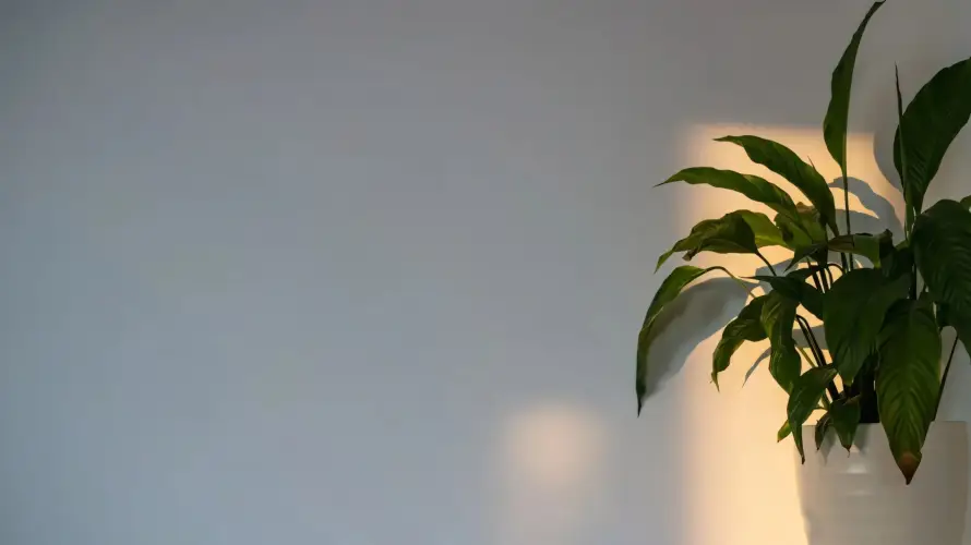 2k光影壁纸-绿植壁纸和简约-免费下载「哲风壁纸」