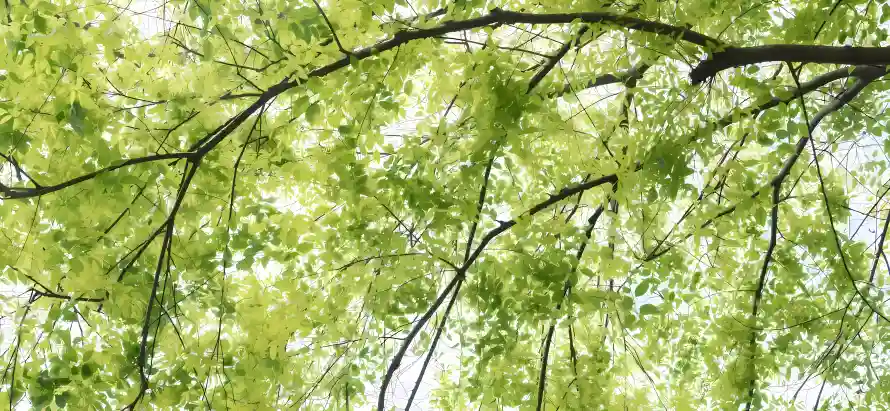 4k仰拍壁纸 - 嫩叶 - 嫩绿 - 春日「哲风壁纸」 4k仰拍壁纸 - 嫩叶 - 嫩绿 - 春日「哲风壁纸」