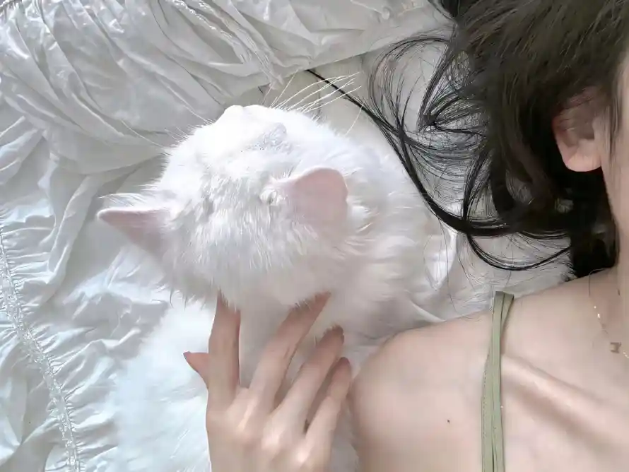 4k可爱壁纸 - 女生 - 小猫 - 居家「哲风壁纸」