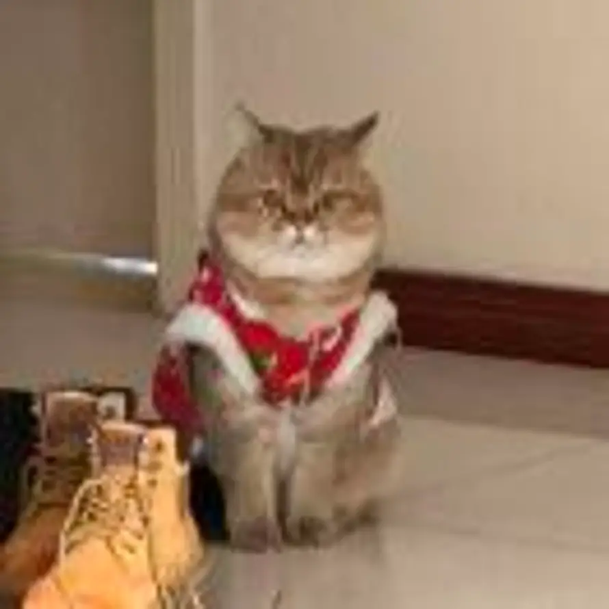 ｐｅｉｐｅi  裴的头像