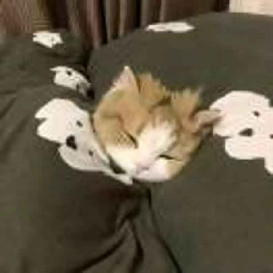 对方正在输入中...的头像