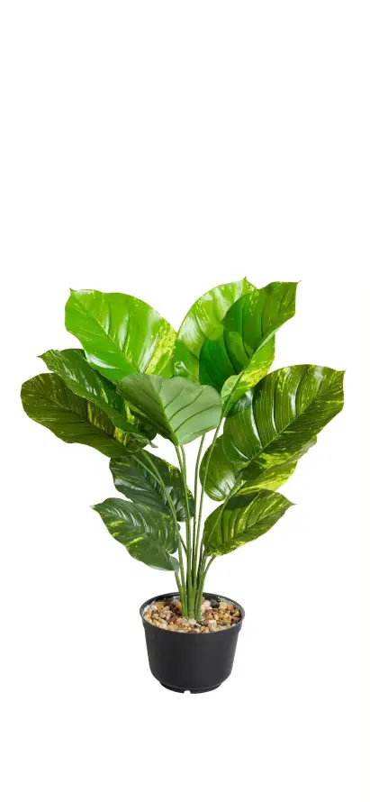 4k盆栽壁纸 - 绿植 - 花盆 - 大叶片「哲风壁纸」