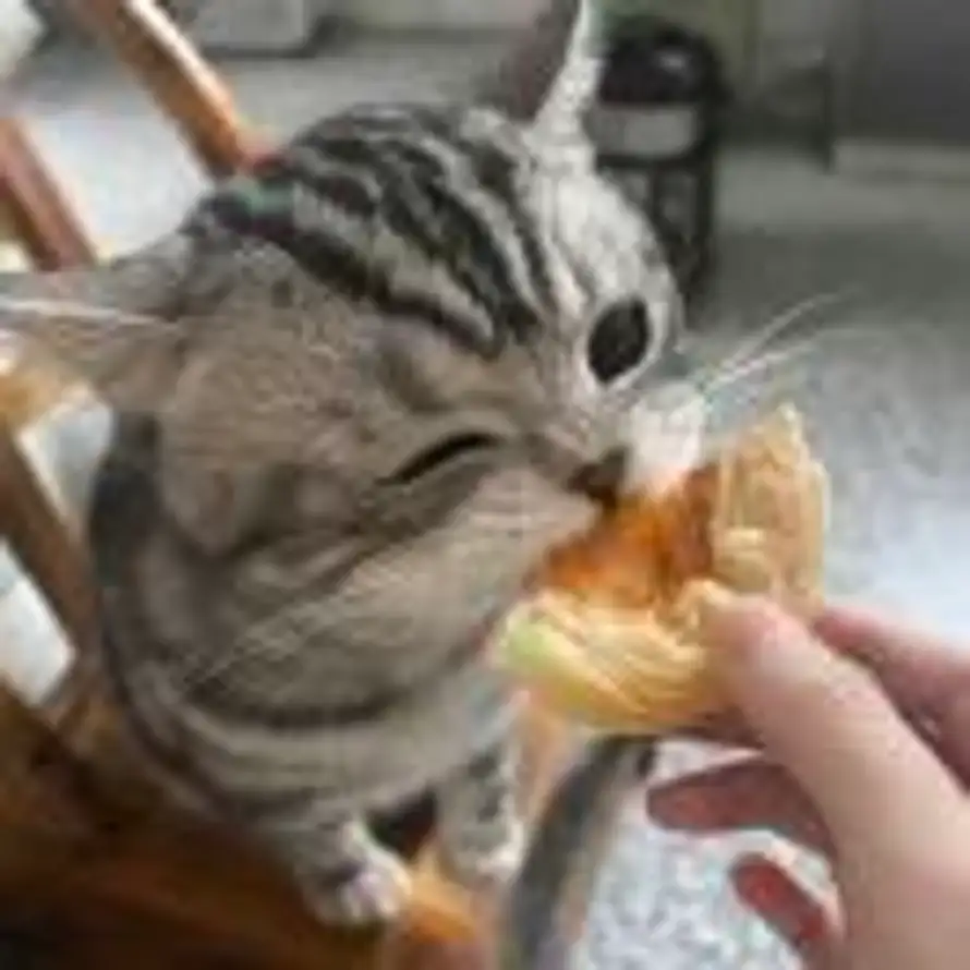 你身上有猫薄荷的头像
