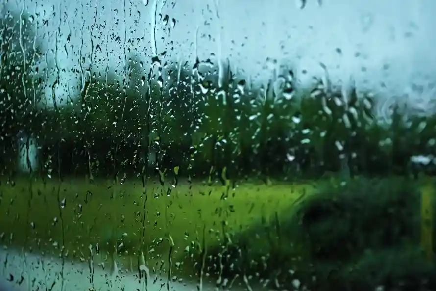 4k冷调壁纸 - 朦胧 - 树木 - 湿润「哲风壁纸」