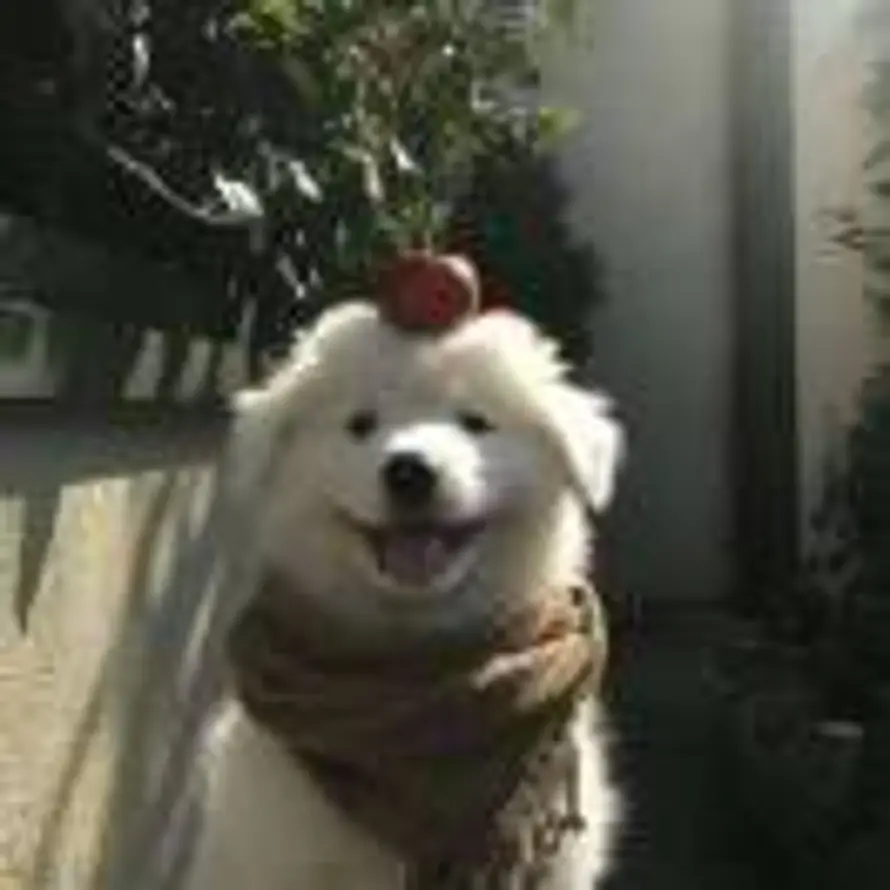 汉尼拔智齿的头像