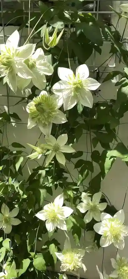 4k植物壁纸 - 墙 - 花 - 绿叶「哲风壁纸」