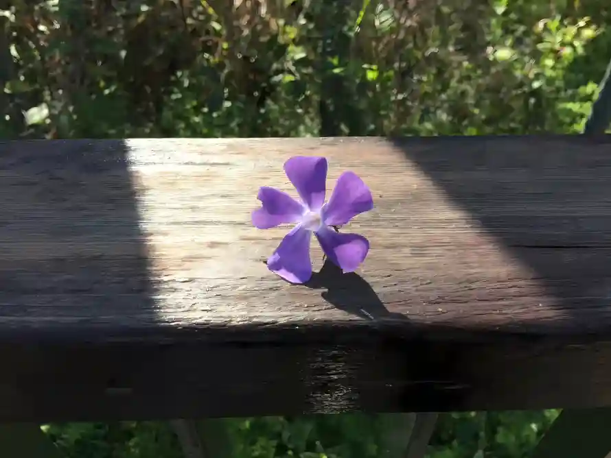 4k户外壁纸 - 绿植 - 自然 - 花影「哲风壁纸」