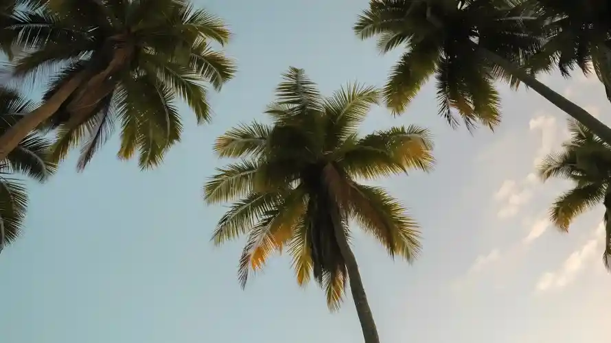 4k仰视壁纸 - 天空 - 晴空 - 热带「哲风壁纸」
