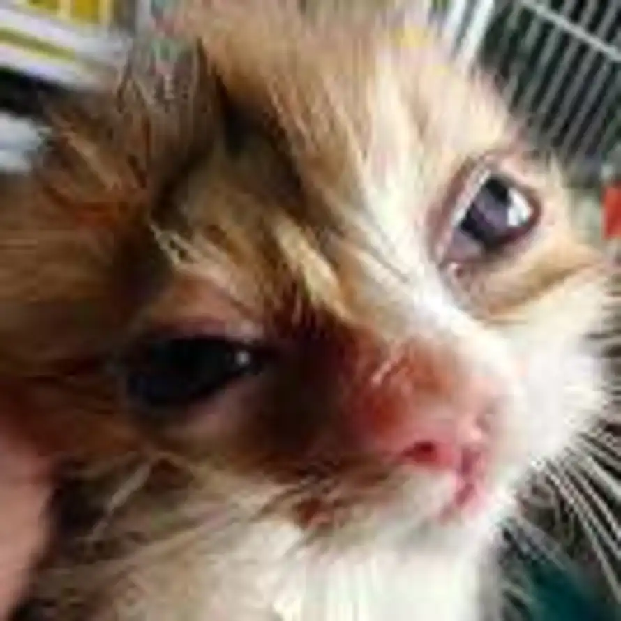 猫的头像