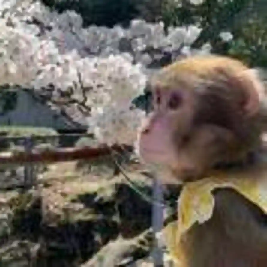 ouoco的头像