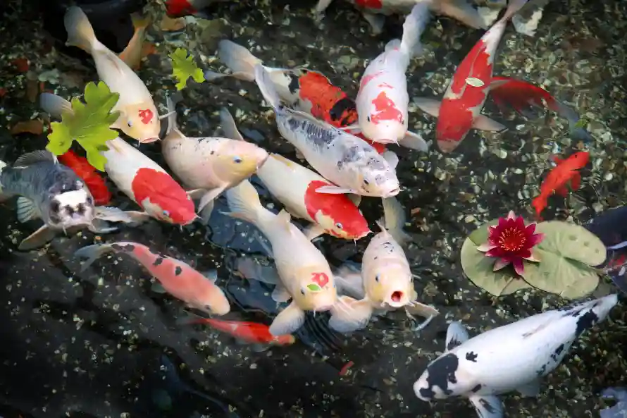3k吉祥壁纸-观赏鱼和壁纸-水生动物壁纸分享「哲风壁纸」