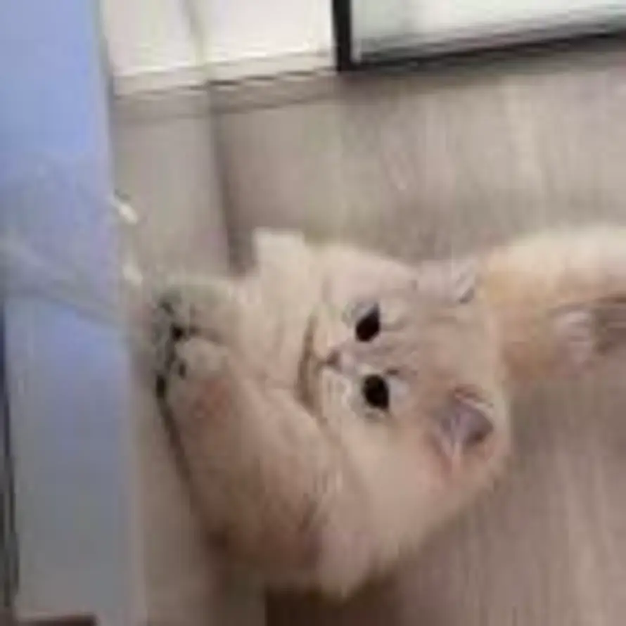 kiko的头像