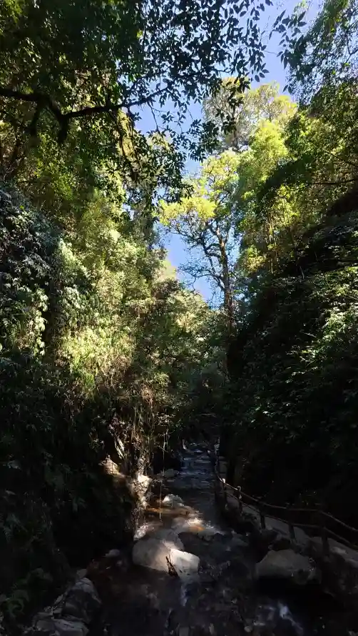 4k小径壁纸 - 户外 - 树木 - 树荫「哲风壁纸」