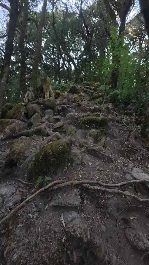 4k小径壁纸 - 山林 - 徒步 - 树木「哲风壁纸」