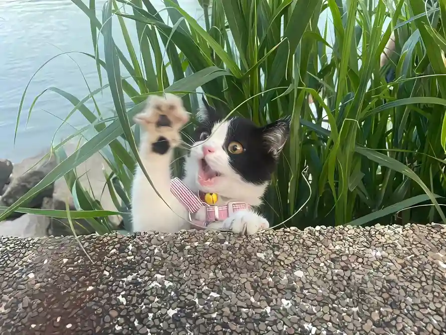 2k小猫壁纸-奶牛猫与牵引绳-免费下载「哲风壁纸」