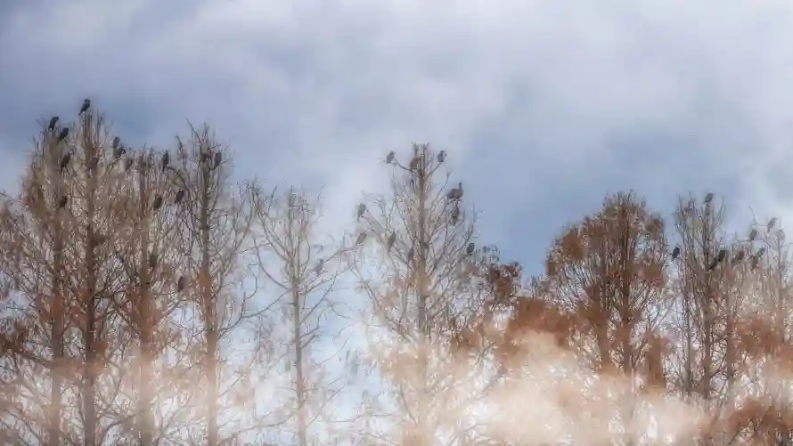 4k云雾壁纸 - 壁纸 - 天空 - 平板「哲风壁纸」