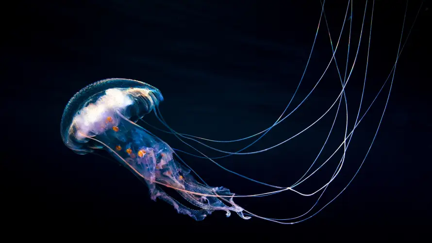 4k水母壁纸-墨西哥 - 水生-浮游生物壁纸推荐「哲风壁纸」