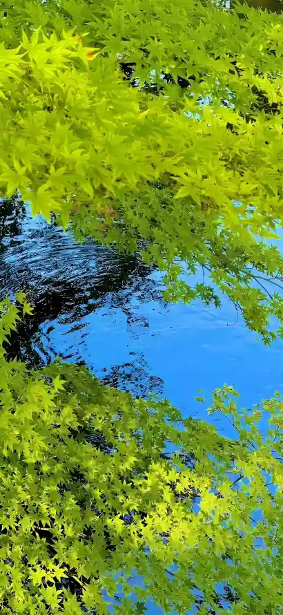 4k户外壁纸 - 树叶 - 树荫 - 植被「哲风壁纸」