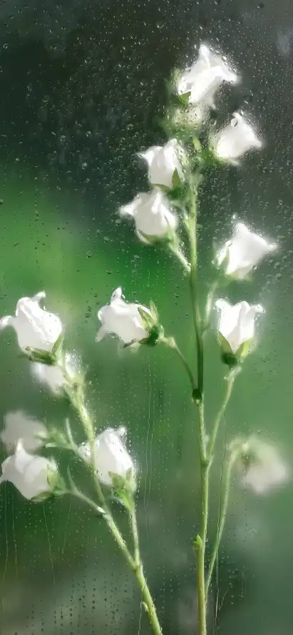 4k户外壁纸 - 朦胧 - 植物 - 清新「哲风壁纸」