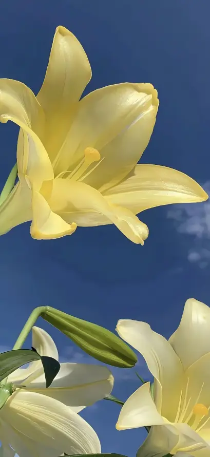 4k晴天壁纸 - 植物 - 特写 - 白色「哲风壁纸」