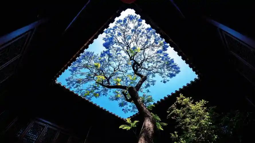 3k仰视壁纸-古建筑壁纸和古树-中式天井壁纸分享「哲风壁纸」