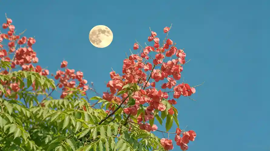 3k壁纸壁纸-高清和花簇-壁纸分享「哲风壁纸」
