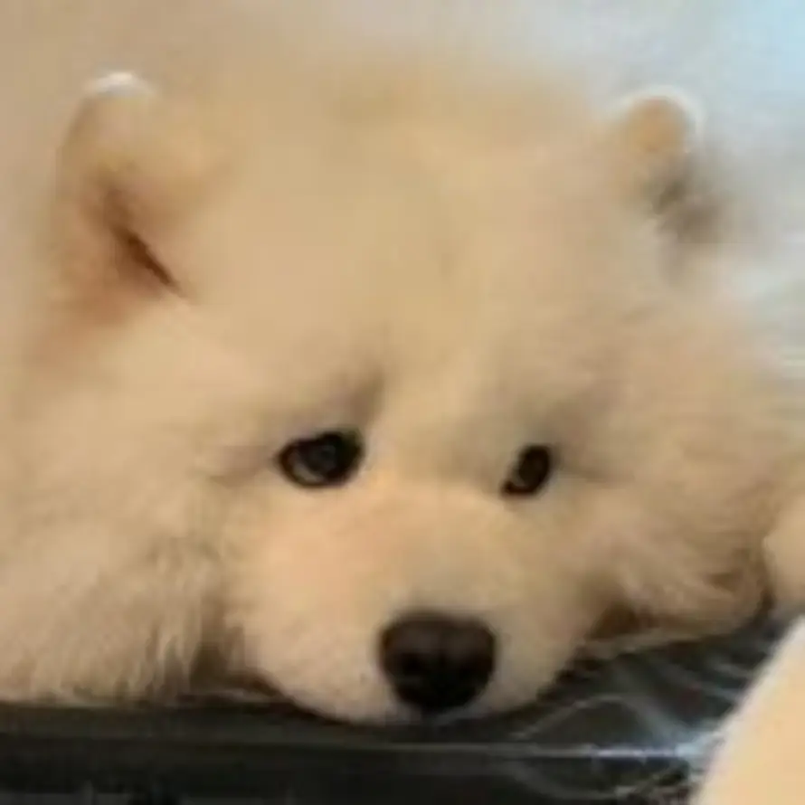 春山竹的头像