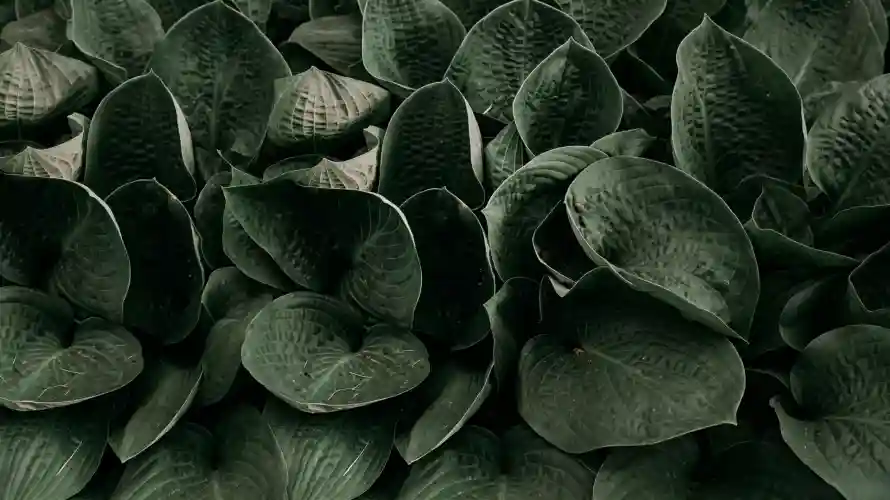 4k叶片壁纸 - 壁纸 - 护眼 - 植物「哲风壁纸」