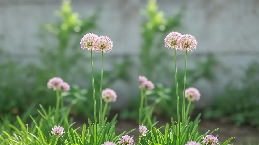 4k壁纸壁纸 - 户外 - 植物 - 浅粉「哲风壁纸」 4k壁纸壁纸 - 户外 - 植物 - 浅粉「哲风壁纸」
