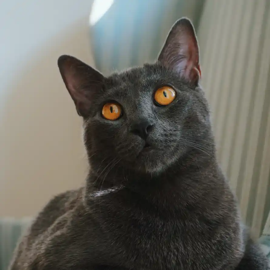 4k仰视壁纸 - 猫 - 可爱 - 宠物「哲风壁纸」