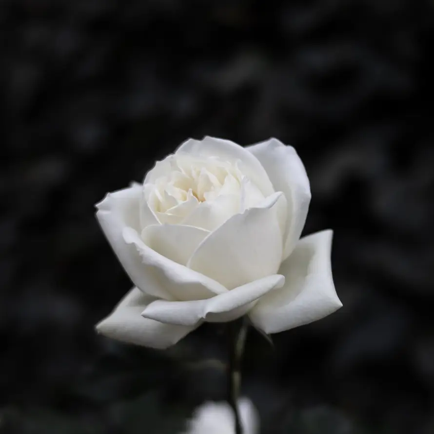 4k植物壁纸 - 花 - 玫瑰 - 白色「哲风壁纸」