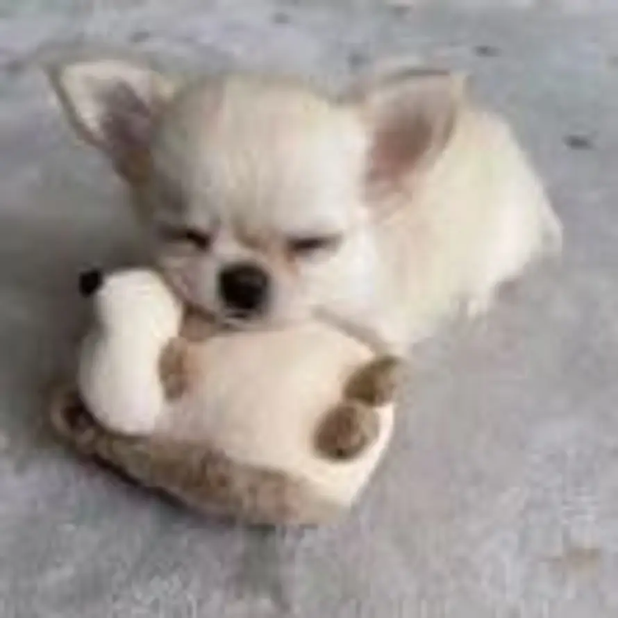 ᐵ的头像