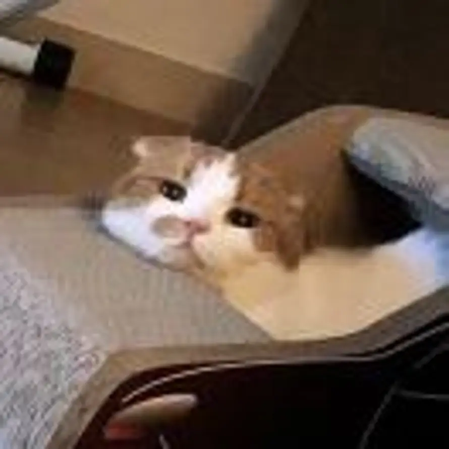 Lynnnnnn的头像