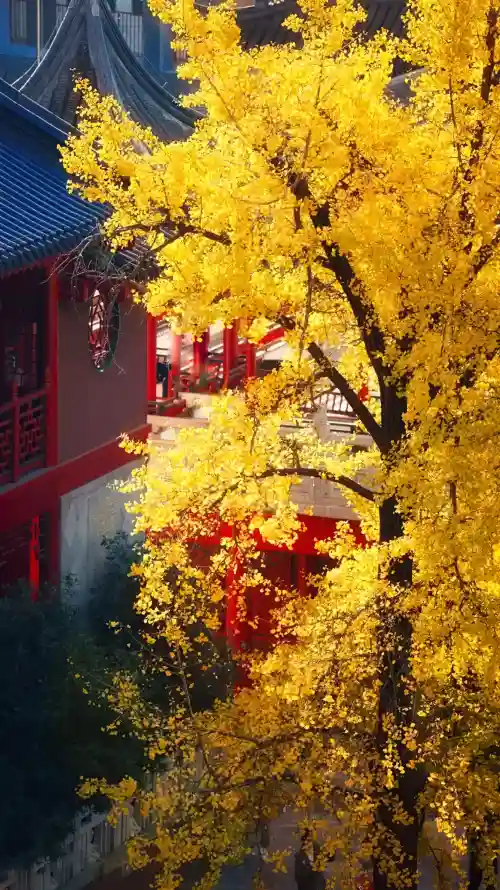 4k古寺壁纸 - 庭院 - 树木 - 田园「哲风壁纸」